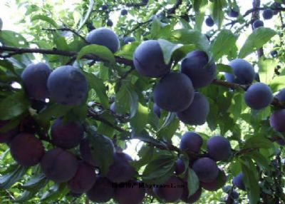 ky开元集团官网入口